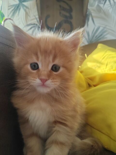 Chaton maine coon 1000 74200 Marin