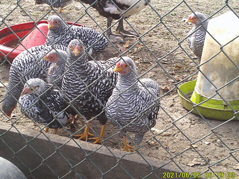 poule et coq  wyandotte 0 85230 Saint-gervais