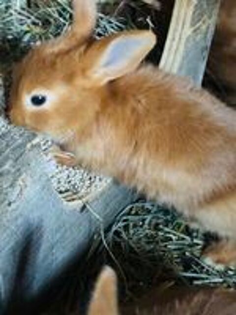   Lapin fauve de bourgogne 