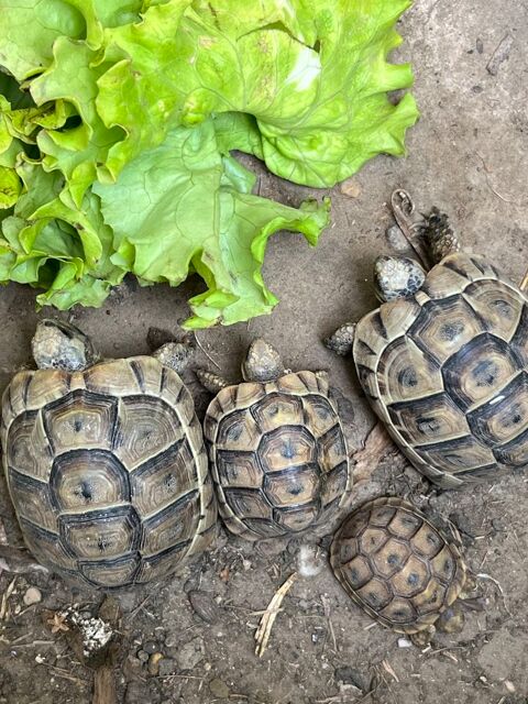 Tortues juv&eacute;niles 1 69100 Villeurbanne