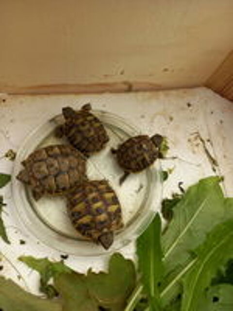   3 bébés tortues de terre nées en 2026 