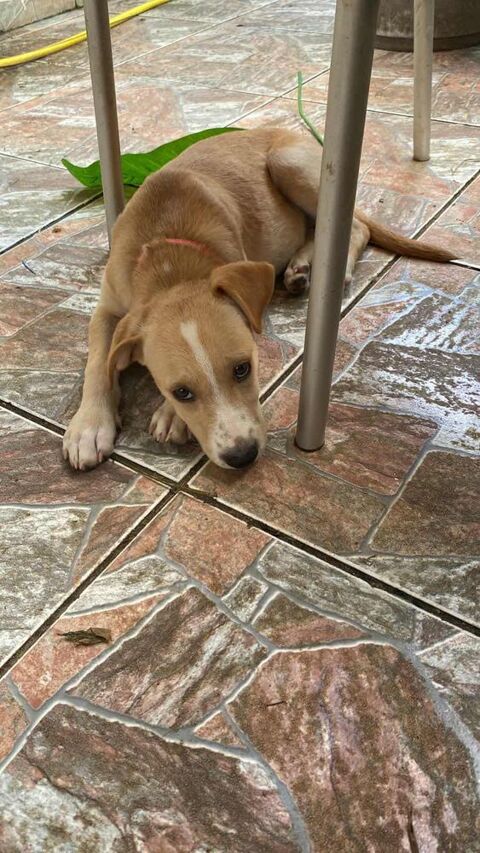 Tyna, femelle X croiser berger , n&eacute;e le 15/08/2025 300 28000 Chartres