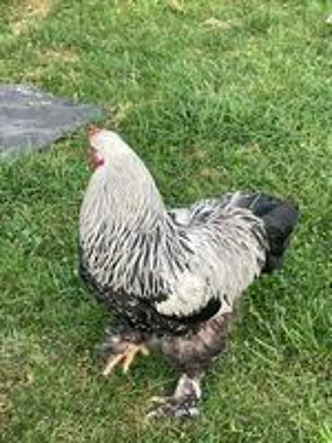   Coqs brahma  
