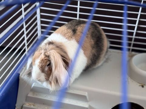 lapin belier 0 72100 Le mans