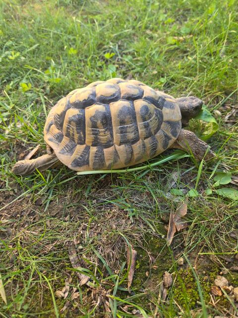 Tortue de terre m&acirc;le reproducteur de 12 ans 0 06670 Saint-martin-du-var