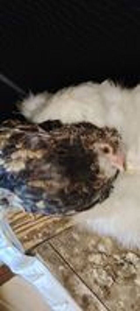   Poussins  d'ornements de deux mois 