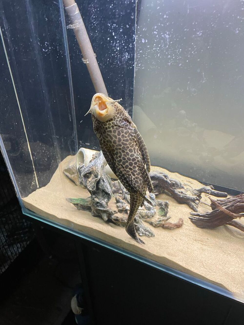 pleco 30cm 