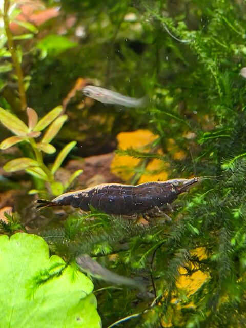 Crevettes aquarium 1 14120 Mondeville