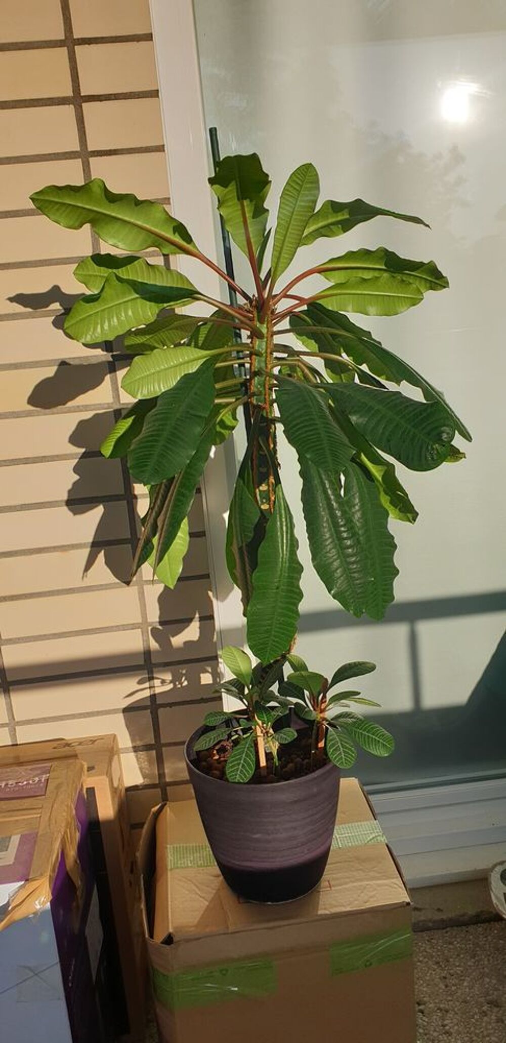 Plantes vertes
Euphorbia leuconeura Jardin