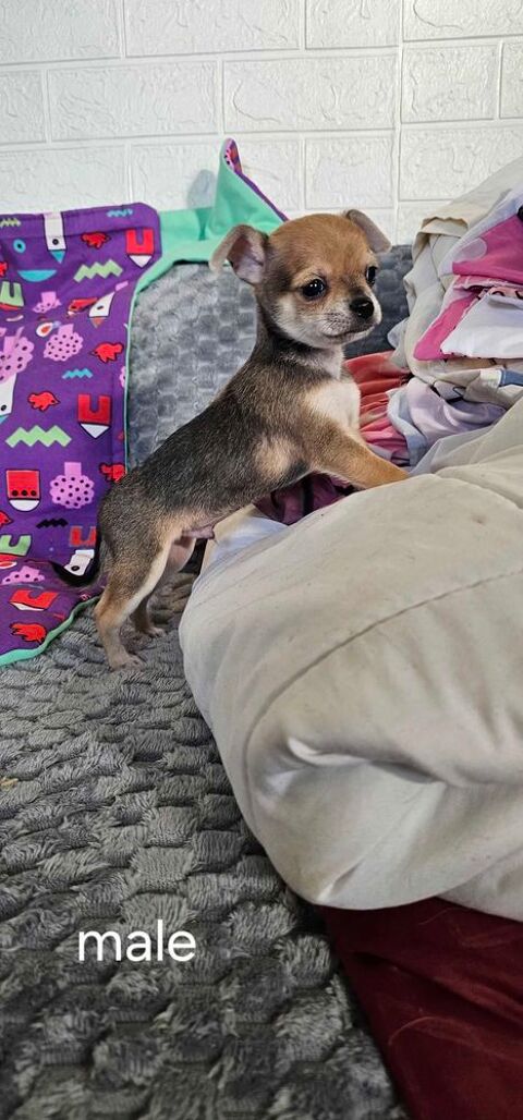 chihuahua 650 31230 Montbernard