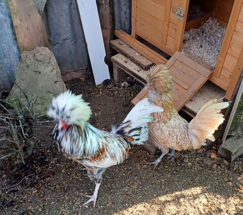 Cop Hollandais Hupp&eacute; tricolore. Avec  poule padoue. 20 32120 Homps