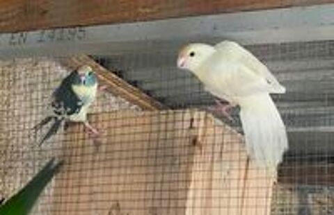   Kakariki et croupion rouge 