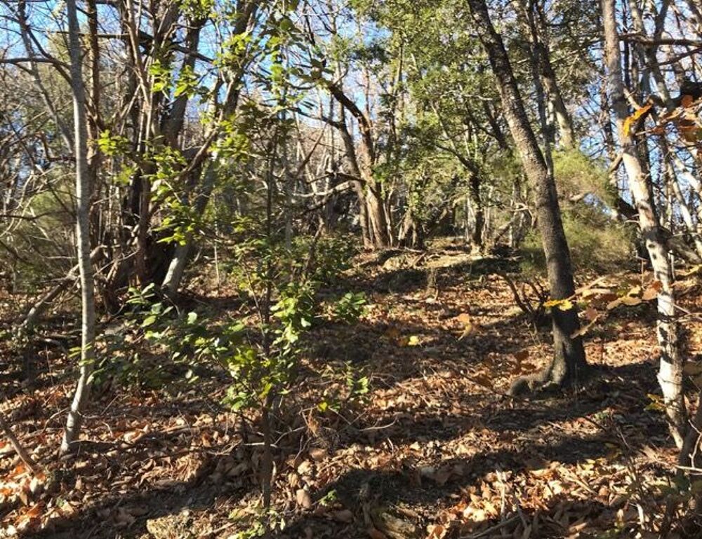Vente Terrain Nombreuses parcelles forestières à exploiter (21 hectares) Vieussan
