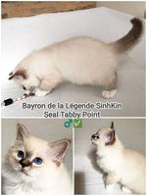   Mâle Birman Seal Tabby  