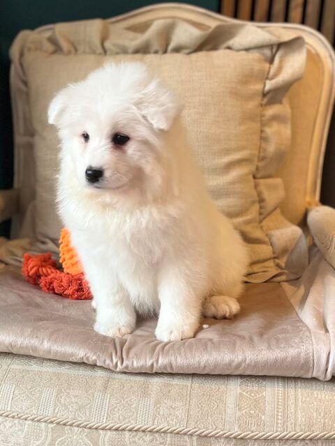 CHIOTS SAMOYEDE 1200 41500 Menars