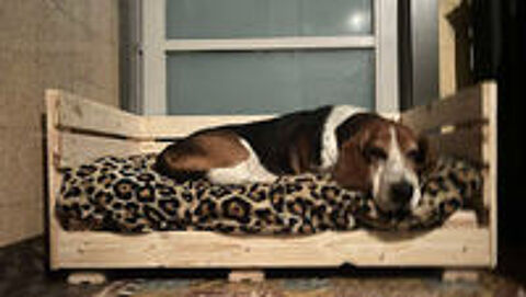   Canap pour chien ? Confort & style  petit prix 