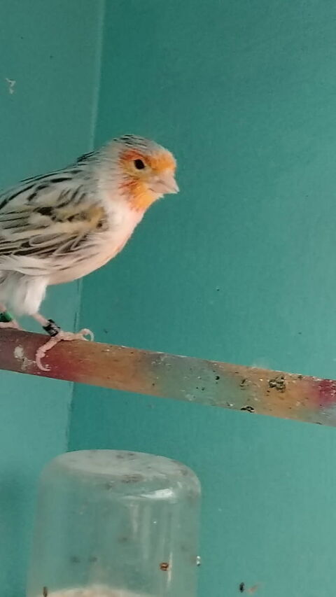 Canari Isabelle Mosa&iuml;que Rouge 50 44521 Oudon