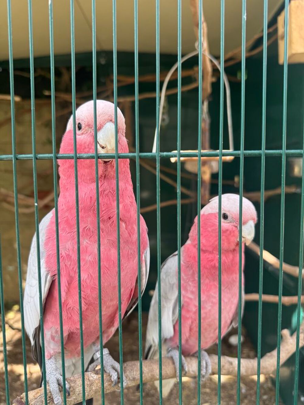   Couple de Rosalbins âgés d' 1 an. 