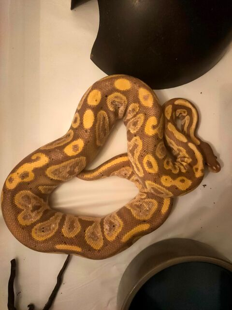 Couple de pythons royaux multiphasé 780 33450 Saint-loubs