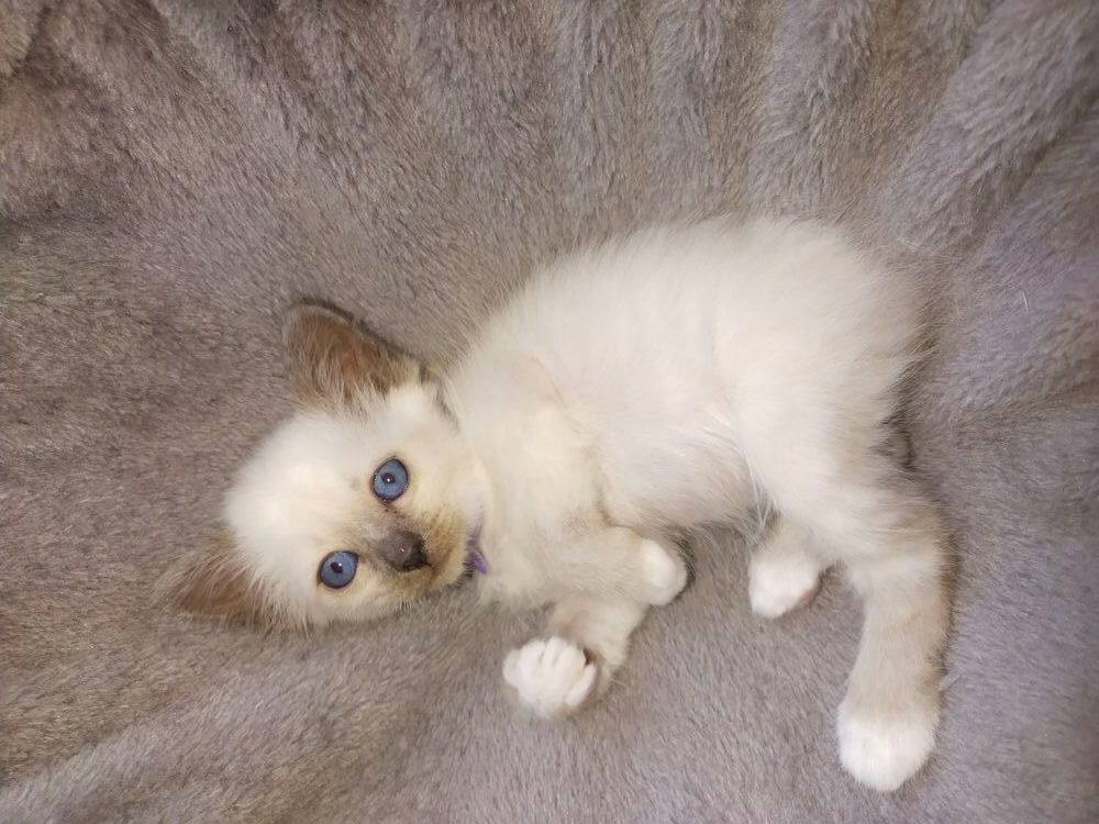   Chatons Males Sacré de Birmanie LOOF 