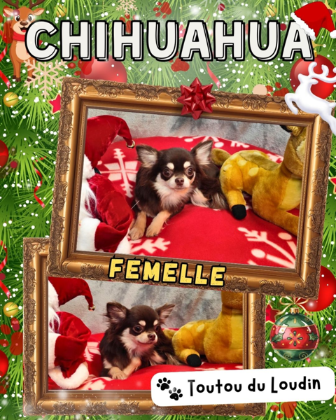 Chiot chihuahua femelle poils longs 600 18140 Prcy