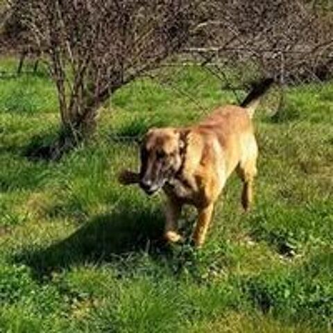   Chien ARGOS à l adoption 