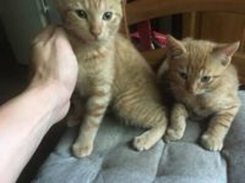   Chatons  deux mois, sevré, leyme. 