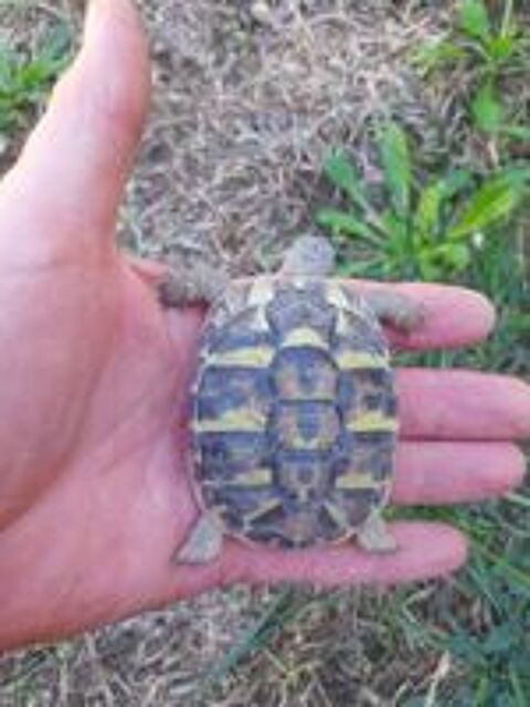   tortue juvénile, 2 ans.
