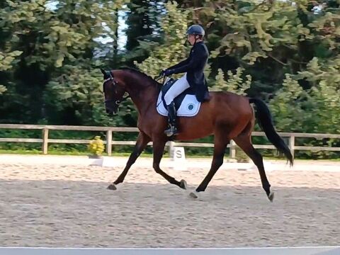 Cheval dressage pr&ecirc;t am1GP/pro3 36000 38160 Saint-antoine-l'abbaye