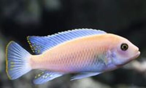   Malawi maylandia estherae 