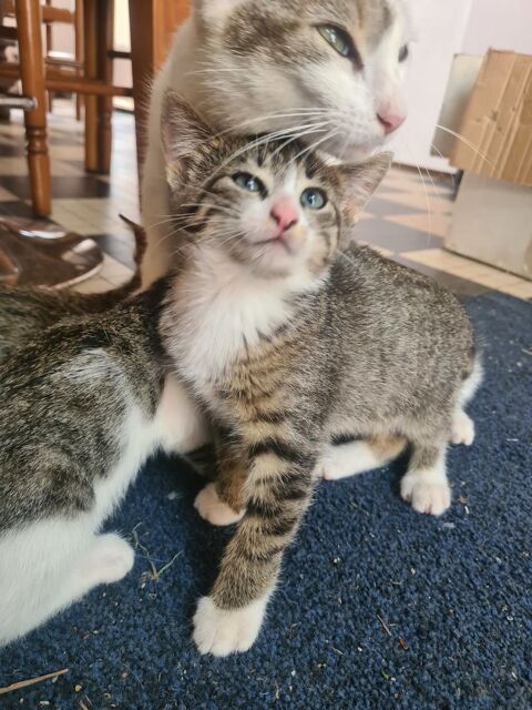 A donner 3 chatons 0 85300 Froidfond