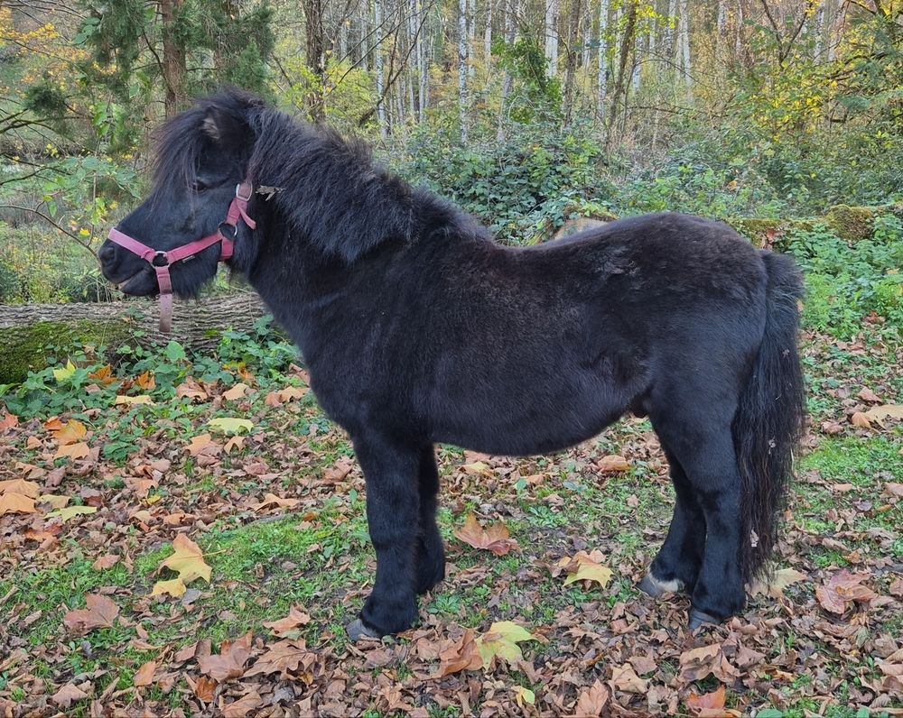   poney shetland mâle 