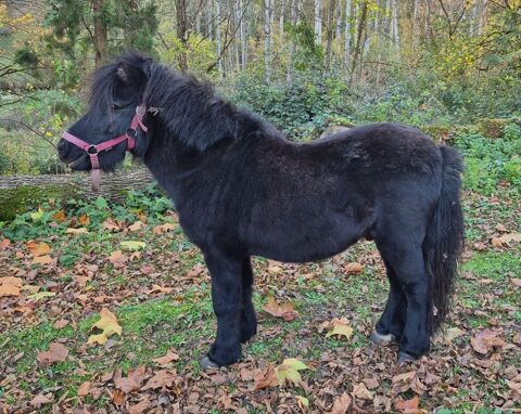 poney shetland m&acirc;le 700 17500 Jonzac