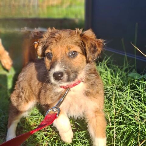 ✨️ LA&Iuml;KA ✨️ 🐶 290 92300 Levallois-perret