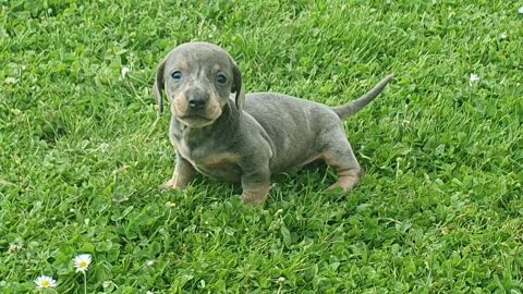 chiot teckel  1500 62860 Bourlon