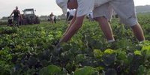   Recherche un emploi à la cueillette des melons 