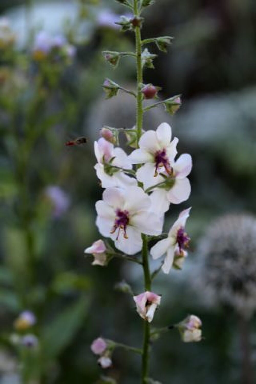 Verbascum blanc graines Jardin