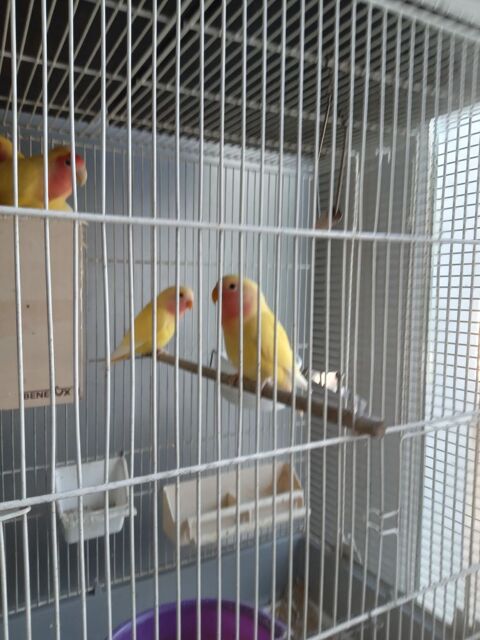 Inseparable  ricossoli jaune 40 34290 Alignan-du-vent