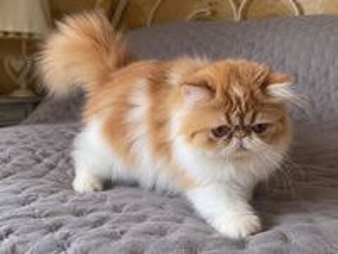   Chatons persans LOOF 