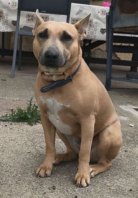 ULKA, chienne type bull terrier, 3 ans 220 34000 Montpellier