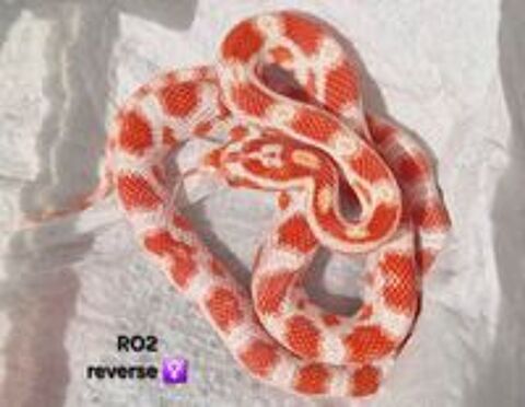   Pantherophis guttatus okeetee  