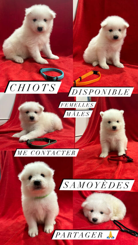 Chiot samoyède 0 71430 Palinges