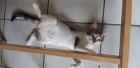   Origami N� le 22 mars 2018 