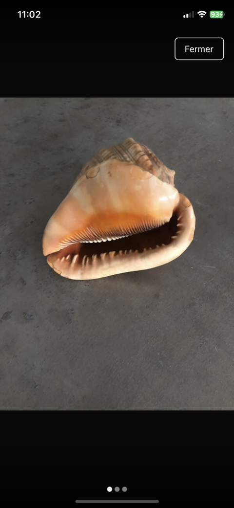 Coquillage de Polynésie Ennery (57)