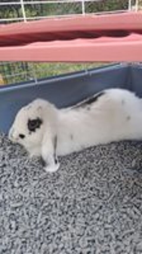   lapin Bélier nain 
