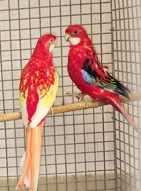 Perruche Omnicolore Couple repro 1 120 34450 Vias