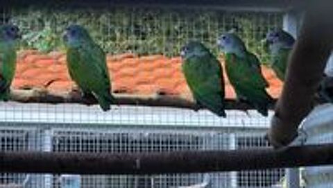   Oiseaux 