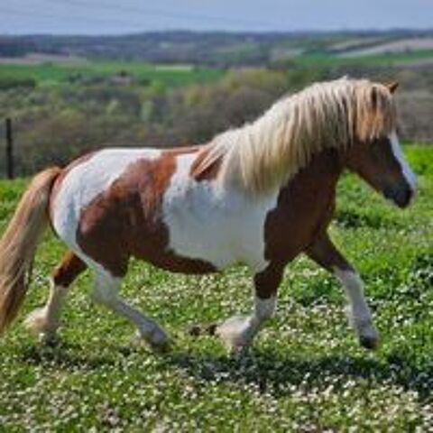   Poney OC type shetland  