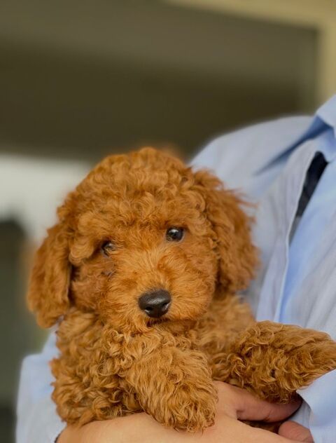 Magnifique chiot Caniche fauve 1700 06250 Mougins