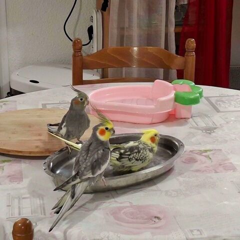 Couple Calopsittes et voli&egrave;re 349 32000 Auch